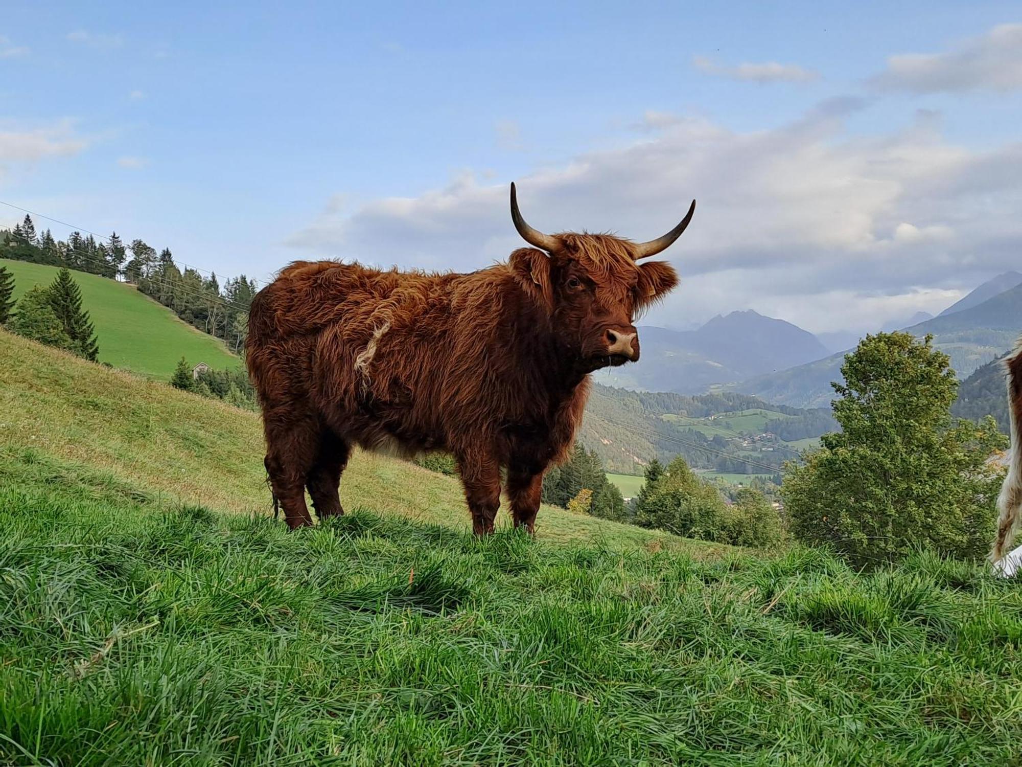 Ferienhaus Lechnerhof ชลัดมิง ภายนอก รูปภาพ