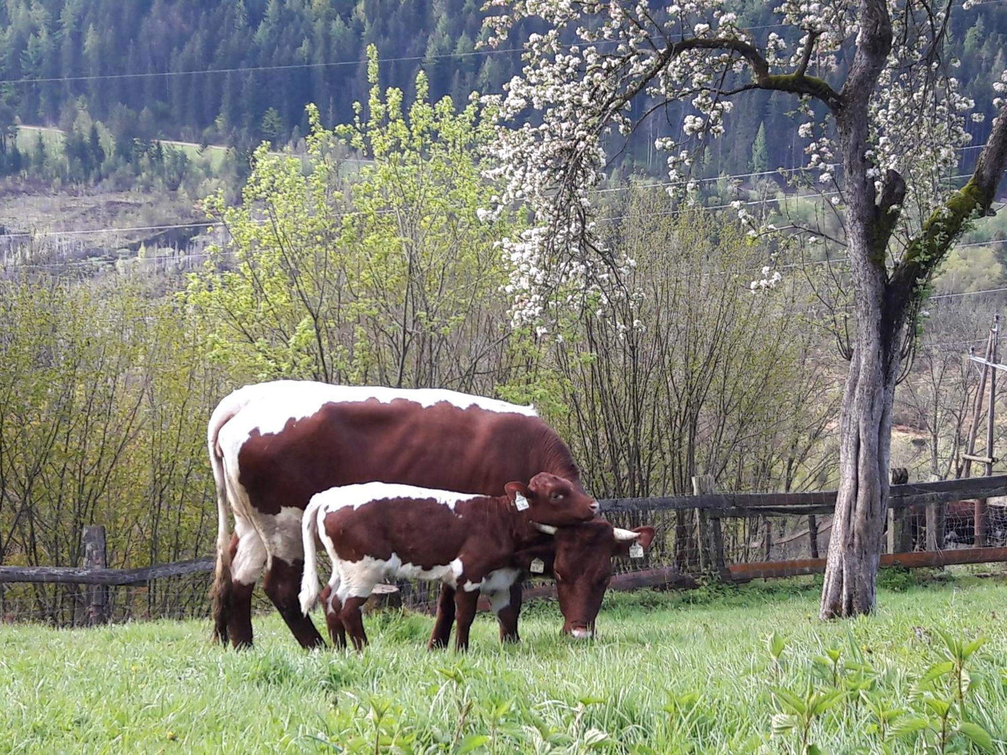 Ferienhaus Lechnerhof ชลัดมิง ภายนอก รูปภาพ